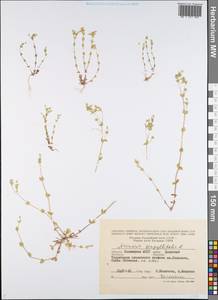 Arenaria serpyllifolia L., Eastern Europe, Lower Volga region (E9) (Russia)