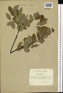 Salix hastata L., Siberia, Baikal & Transbaikal region (S4) (Russia)