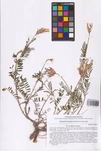 Astragalus onobrychis L., Eastern Europe, West Ukrainian region (E13) (Ukraine)