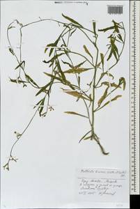 Matthiola longipetala subsp. longipetala, Eastern Europe, Moscow region (E4a) (Russia)