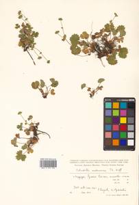 Potentilla matsumurae Th. Wolf, Siberia, Russian Far East (S6) (Russia)