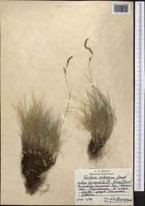 Festuca valesiaca Schleich. ex Gaudin, Middle Asia, Western Tian Shan & Karatau (M3) (Uzbekistan)