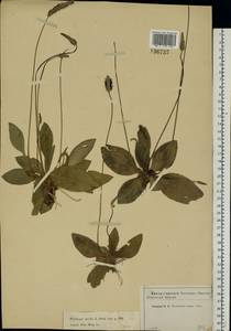 Plantago media L., Eastern Europe, Moscow region (E4a) (Russia)