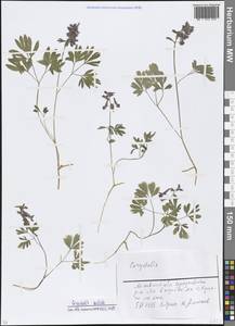 Corydalis solida (L.) Clairv., Eastern Europe, Moscow region (E4a) (Russia)