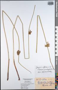 Juncus effusus L., Eastern Europe, Central region (E4) (Russia)