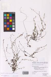 Myosotis stricta Link ex Roem. & Schult., Eastern Europe, Central forest-and-steppe region (E6) (Russia)