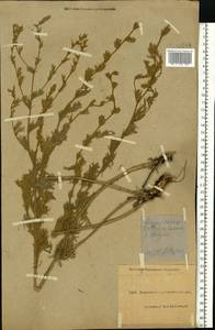 Artemisia marschalliana Spreng., Eastern Europe, North Ukrainian region (E11) (Ukraine)
