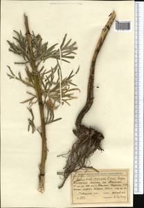 Aconitum soongoricum Stapf, Middle Asia, Western Tian Shan & Karatau (M3) (Kyrgyzstan)