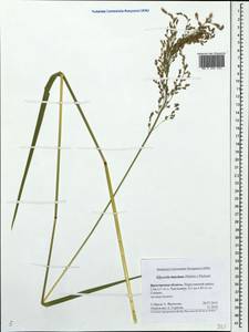 Glyceria maxima (Hartm.) Holmb., Eastern Europe, Central forest region (E5) (Russia)