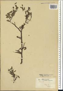 Phyllanthus, Africa (AFR) (Madagascar)