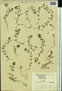 Lythrum portula (L.) D. A. Webb, Eastern Europe, West Ukrainian region (E13) (Ukraine)