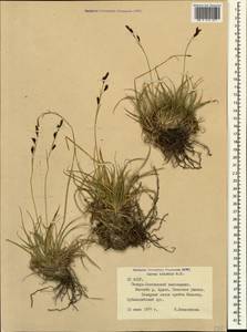 Carex tristis M.Bieb., Caucasus, North Ossetia, Ingushetia & Chechnya (K1c) (Russia)