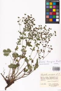 Potentilla thuringiaca Bernh. ex Link, Eastern Europe, Moscow region (E4a) (Russia)