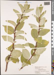 Elaeagnus commutata Bernh. ex Rydb., Eastern Europe, Moscow region (E4a) (Russia)