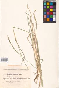 Agropyron cimmericum Nevski, Eastern Europe, South Ukrainian region (E12) (Ukraine)