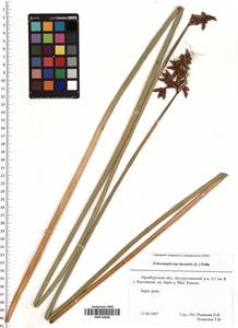 Schoenoplectus lacustris (L.) Palla, Eastern Europe, Eastern region (E10) (Russia)