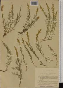 Genista sylvestris Scop., Western Europe (EUR) (Italy)