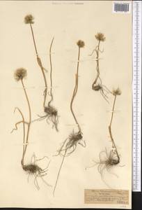 Allium karelinii Poljak., Middle Asia, Northern & Central Tian Shan (M4) (Kazakhstan)