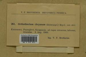 Orthothecium chryseon (Schwägr.) Schimp., Bryophytes, Bryophytes - Karelia, Leningrad & Murmansk Oblasts (B4) (Russia)