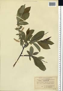 Salix hastata L., Siberia, Baikal & Transbaikal region (S4) (Russia)