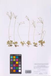 Androsace filiformis Retz., Eastern Europe, Moscow region (E4a) (Russia)