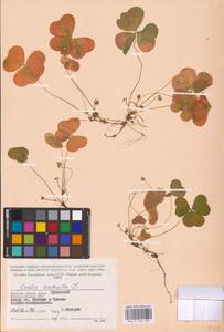 Oxalis acetosella L., Eastern Europe, Western region (E3) (Russia)