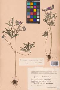 Geranium linearilobum DC., Eastern Europe, Lower Volga region (E9) (Russia)