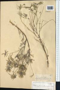 Astragalus arbuscula Pall., Middle Asia, Dzungarian Alatau & Tarbagatai (M5) (Kazakhstan)
