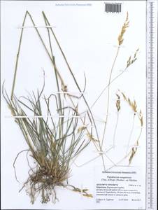 Piptatherum songaricum (Trin. & Rupr.) Roshev., Middle Asia, Northern & Central Tian Shan (M4) (Kyrgyzstan)