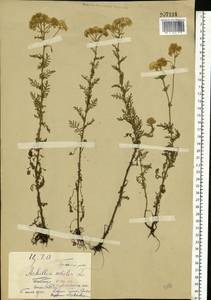 Achillea nobilis L., Eastern Europe, Central forest-and-steppe region (E6) (Russia)