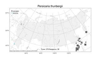 Persicaria thunbergii (Siebold & Zucc.) H. Gross, Atlas of the Russian Flora (FLORUS) (Russia)