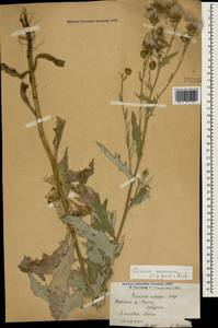 Cirsium arvense var. vestitum Krock. ex Wimm. & Grab., Caucasus, Armenia (K5) (Armenia)