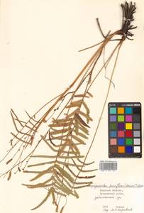 Poterium tenuifolium var. alba (Trautv. & C. A. Mey.), Siberia, Russian Far East (S6) (Russia)