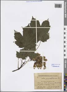 Acer pseudoplatanus L., Caucasus, Krasnodar Krai & Adygea (K1a) (Russia)