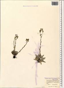 Eritrichium caucasicum (Albov) Grossh., Caucasus, Krasnodar Krai & Adygea (K1a) (Russia)