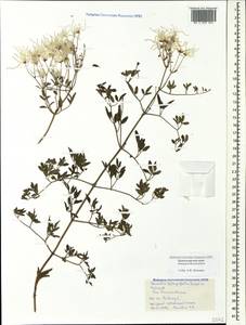Clematis lathyrifolia Besser ex Rchb., Caucasus, Black Sea Shore (from Novorossiysk to Adler) (K3) (Russia)