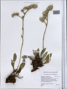 Goniolimon eximium (Schrenk) Boiss., Middle Asia, Northern & Central Tian Shan (M4) (Kyrgyzstan)