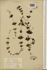 Galium odoratum (L.) Scop., Caucasus, Georgia (K4) (Georgia)
