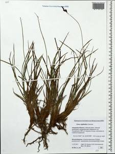 Carex rigidioides (Gorodkov) V.I.Krecz., Siberia, Russian Far East (S6) (Russia)