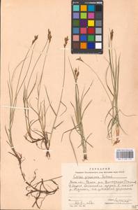 Carex praecox Schreb., Eastern Europe, Moscow region (E4a) (Russia)