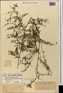 Vicia tenuifolia Roth, Caucasus, Stavropol Krai, Karachay-Cherkessia & Kabardino-Balkaria (K1b) (Russia)