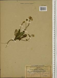 Crepis foetida subsp. rhoeadifolia (M. Bieb.) Celak., Caucasus, Azerbaijan (K6) (Azerbaijan)