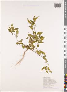 Acalypha australis L., Caucasus, Black Sea Shore (from Novorossiysk to Adler) (K3) (Russia)