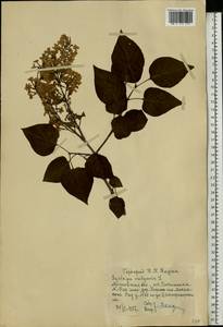 Syringa vulgaris L., Eastern Europe, Moscow region (E4a) (Russia)