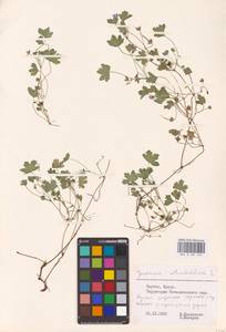 Geranium rotundifolium L., Eastern Europe, Lithuania (E2a) (Lithuania)