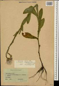 Cirsium alatum (S. G. Gmel.) Bobrov, Caucasus, Dagestan (K2) (Russia)