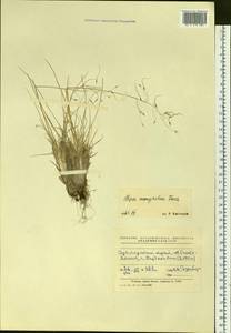 Ptilagrostis mongholica (Turcz. ex Trin.) Griseb., Siberia, Russian Far East (S6) (Russia)
