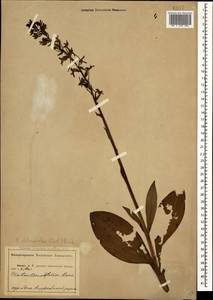 Platanthera chlorantha (Custer) Rchb., Caucasus, Abkhazia (K4a) (Abkhazia)