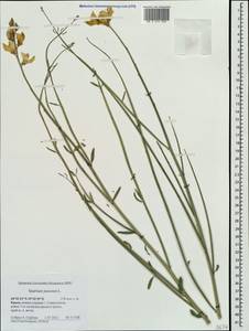 Spartium junceum L., Crimea (KRYM) (Russia)