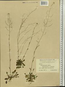 Arabidopsis arenosa (L.) Lawalrée, Eastern Europe, Latvia (E2b) (Latvia)